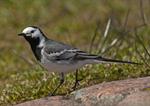 White/Pied Wagtail (Motacilla alba) Photo 123099