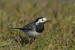 White/Pied Wagtail (Motacilla alba) Photo 123100