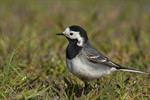 White/Pied Wagtail (Motacilla alba) Photo 123101