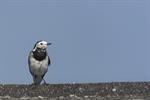 White/Pied Wagtail (Motacilla alba) Photo 123316