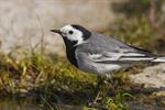 White/Pied Wagtail (Motacilla alba) Photo 123775