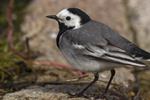 White/Pied Wagtail (Motacilla alba) Photo 123777