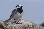 White/Pied Wagtail (Motacilla alba) Photo 123779