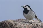 White/Pied Wagtail (Motacilla alba) Photo 123780