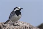 White/Pied Wagtail (Motacilla alba) Photo 123781