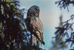 Great Grey Owl, Great Gray Owl (Strix nebulosa) Photo 124618