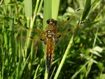 Libellula quadrimaculata