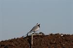 White/Pied Wagtail (Motacilla alba) Photo 95757