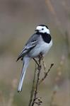 White/Pied Wagtail (Motacilla alba) Photo 103887