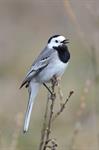 White/Pied Wagtail (Motacilla alba) Photo 103888