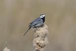 White/Pied Wagtail (Motacilla alba) Photo 110600