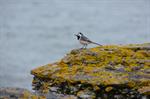 White/Pied Wagtail (Motacilla alba) Photo 113246