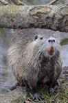 Nutria (Myocastor coypus)