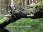 Birch Polypore (Piptoporus betulinus)