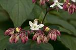 Clerodendron trichotomum