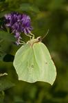 Common Brimstone (Gonepteryx rhamni)