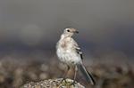 White/Pied Wagtail (Motacilla alba) Photo 94075