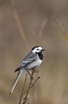 White/Pied Wagtail (Motacilla alba) Photo 98827