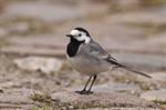 White/Pied Wagtail (Motacilla alba) Photo 110108