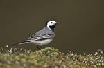 White/Pied Wagtail (Motacilla alba) Photo 111190