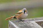 Bearded Tit (Panurus biarmicus)