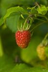 Raspberry (Rubus idaeus) Photo 98524