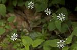 Wood Stitchwort (Stellaria nemorum ssp. nemorum) Photo 116419