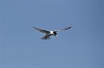 Little Tern (Sterna albifrons)