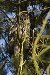 Great Grey Owl, Great Gray Owl (Strix nebulosa) Photo 82690