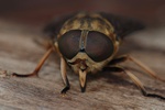 Horse-Fly (Tabanus sudeticus)