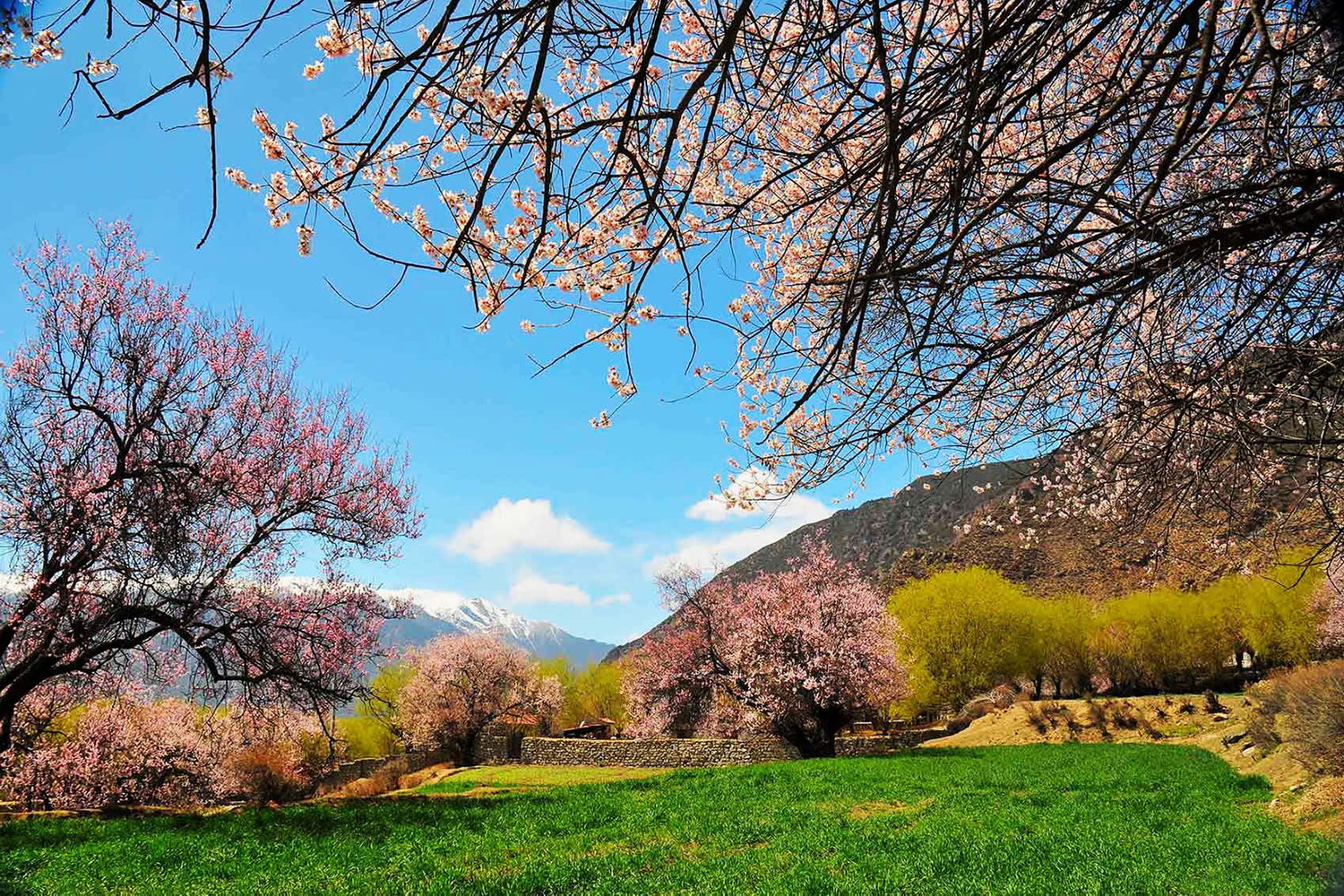 岗村桃花美景。梁凤英 摄.jpg