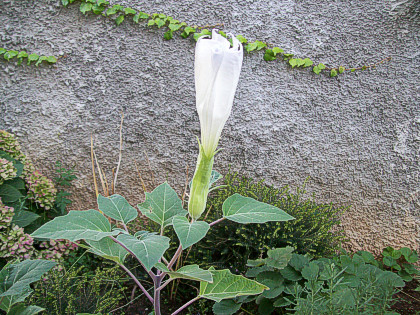 Datura stramonium