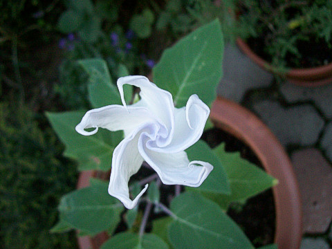 Angel's trumpet