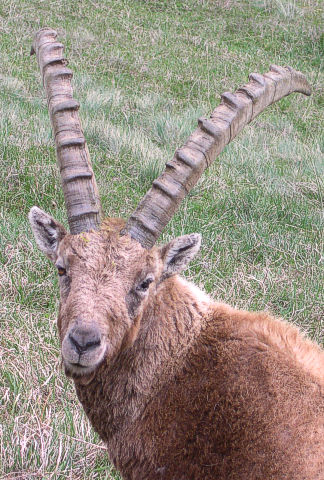 Alpine fauna