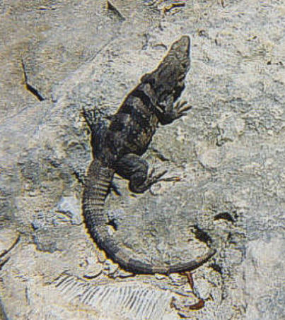 Ctenosaura pectinata