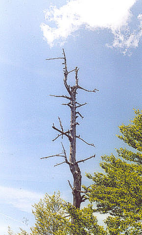 Trees in Val Grande