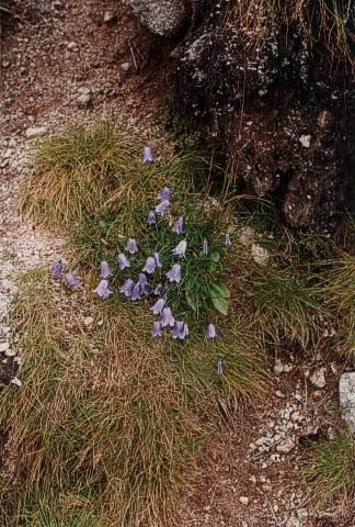 Rocky Tarn flowers