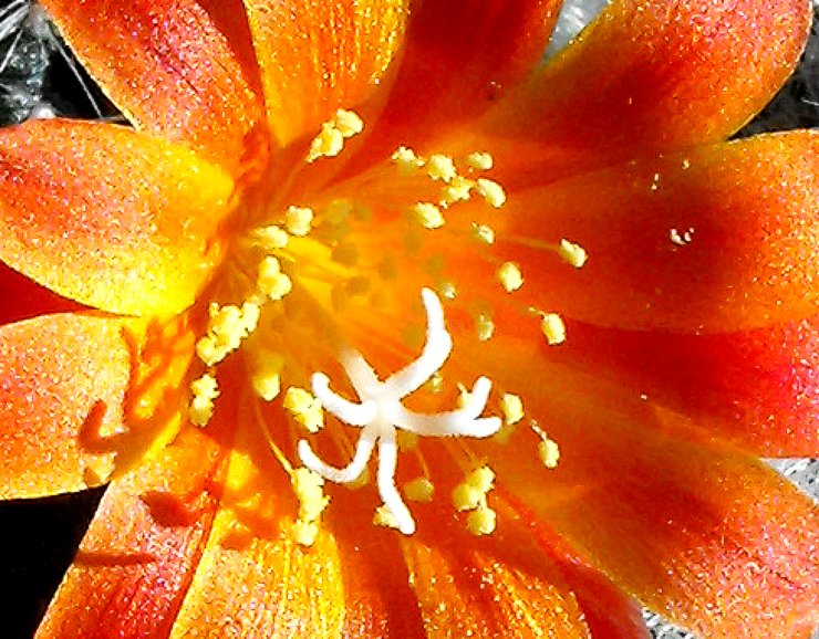 Detail of a Mammillaria flower