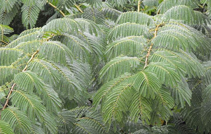 Albizia julibrissin