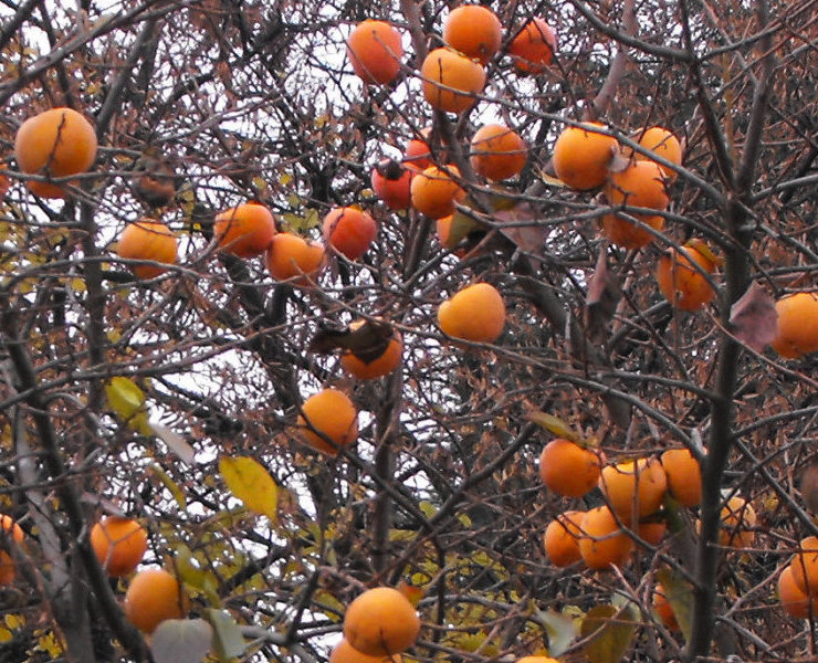 Kaki fruits