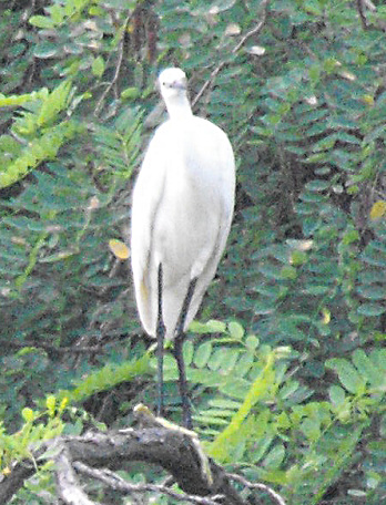 Little Egret