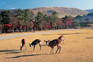 鹿と若草山