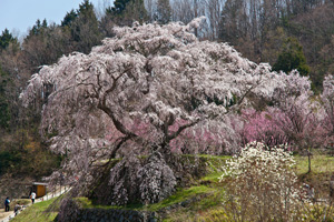 宇陀　又兵衛桜