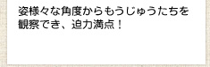 姿様々な角度からもうじゅうたちを観察でき、迫力満点！