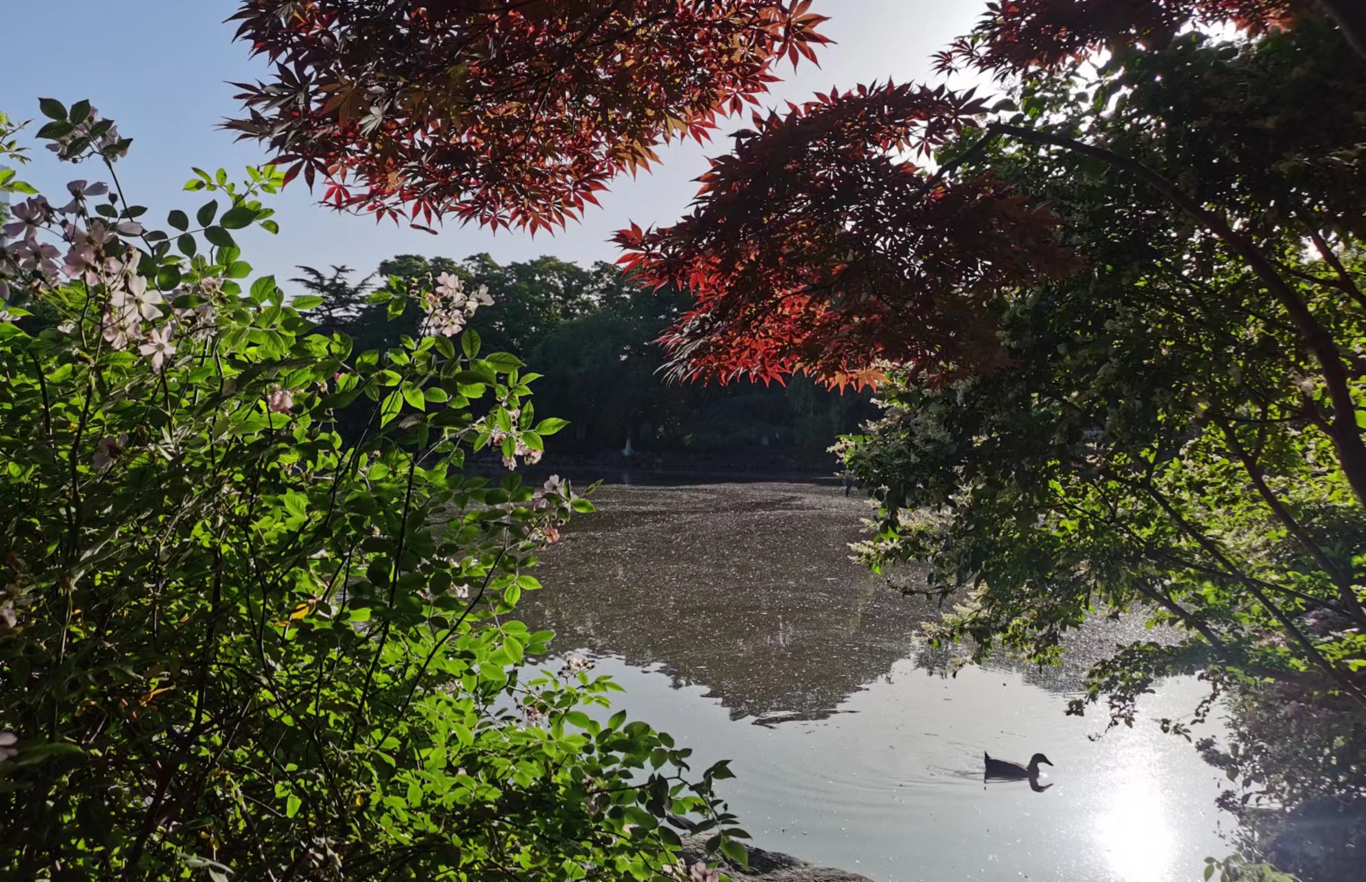 6.26夏日美景.jpg