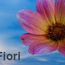 Profile image of SAP  Fiori