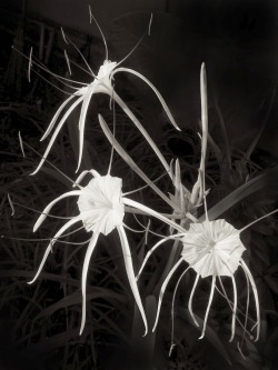 aimeryjoessel:
“Aimery Joëssel
“Three Strange Visitors in the Garden”, 2006
”
Hymenocallis I believe