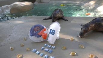 WATCH: Animals enjoy football-themed treats - Fox News