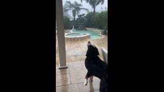 Family dog tries to catch raindrops during hurricane - Fox News