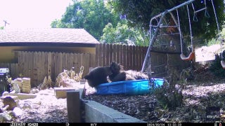 Bear squeezes into plastic kiddie pool to cool off on warm day - Fox News